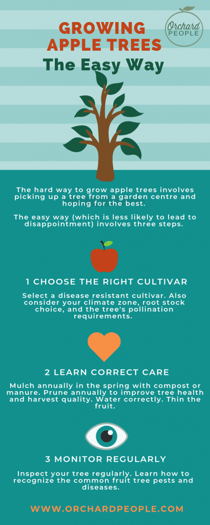 Infographic: "Growing apple trees the easy way" | Orchard People