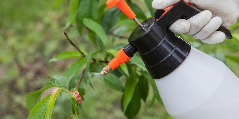 Close up of a sprayer spraying a peach leaf with homemade fruit tree spray. 