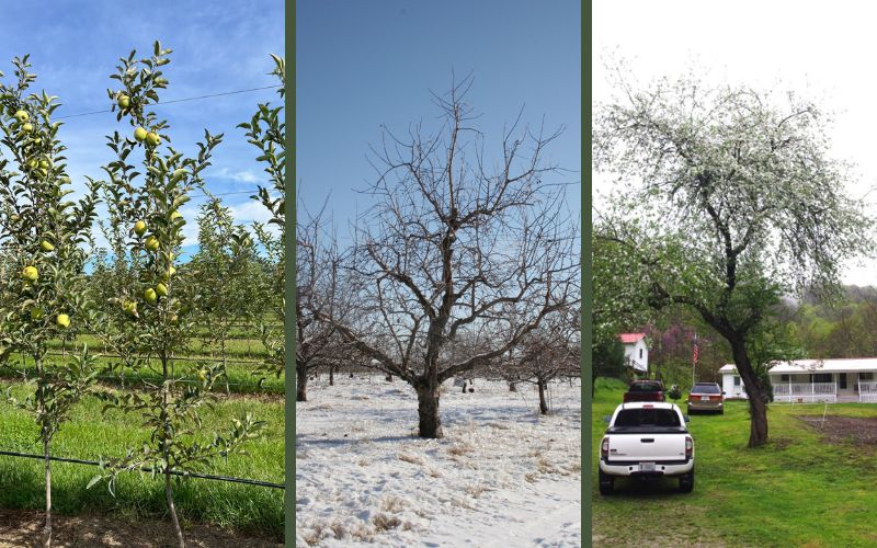 Three images of apple trees. On the left, very small trees are grown supported by trellises. They are on dwarfing rootstocks. In the middle is a large freestanding apple tree that is dormant in winter. It is on a semi-dwarf rootstock. On the right is an heirloom apple tree on a standard roostock and it towers over a nearby house and car. Apple tree rootstocks.