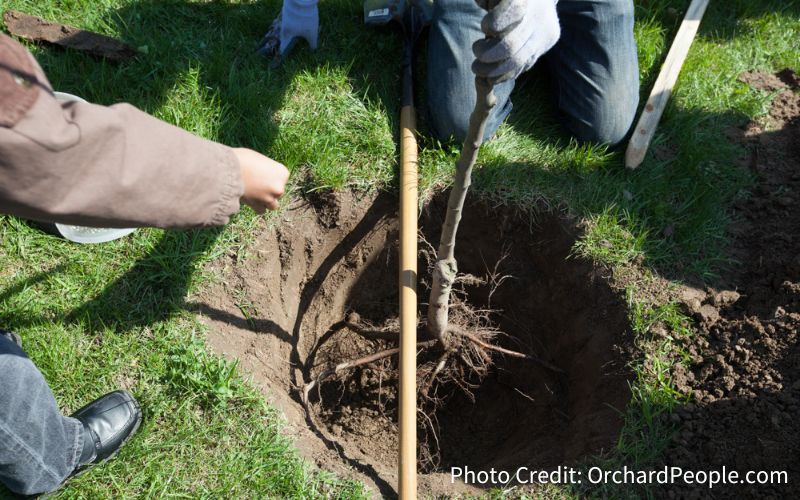 People lowering a bare root apple tree into a hole in the ground to plant it. You can see the rootstock has a stem that is thicker than the upper part of the tree. Apple Tree Rootstock.
