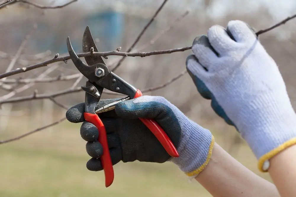 Hands with gloves and hand pruner poised to prune apple tree | When to prune fruit trees