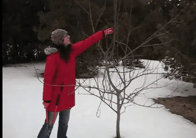 Woman pruning young pear tree in winter | When to prune fruit trees