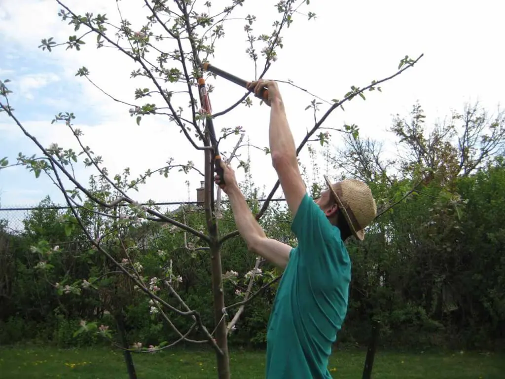 Man pruning apple tree in spring - when to prune fruit trees