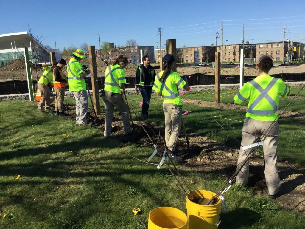Volunteers plant bare root trees in a park | Orchard People