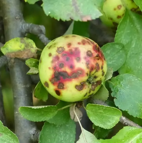 Apple tree with scab. Growing apple trees. 