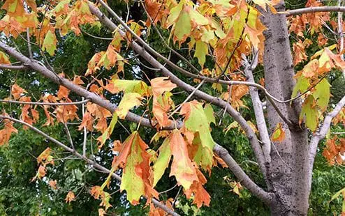 browning leaves on a maple tree indicating drought stress. Fruit tree leaf problems