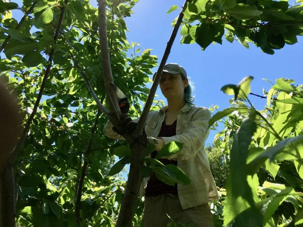 Woman pruning fruit tree in summer | When to prune fruit trees
