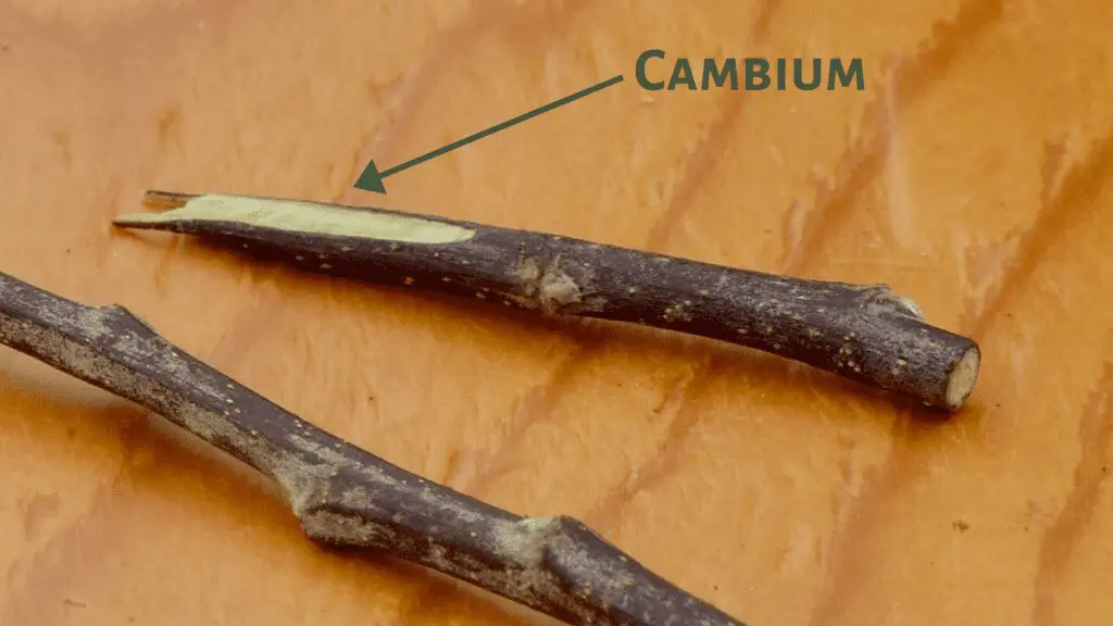 Photo showing what cambium looks like. Grafting fruit trees