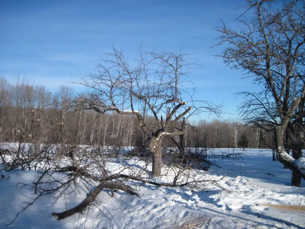 Pruning old apple trees. A visual of an apple tree that has been partially pruned. 