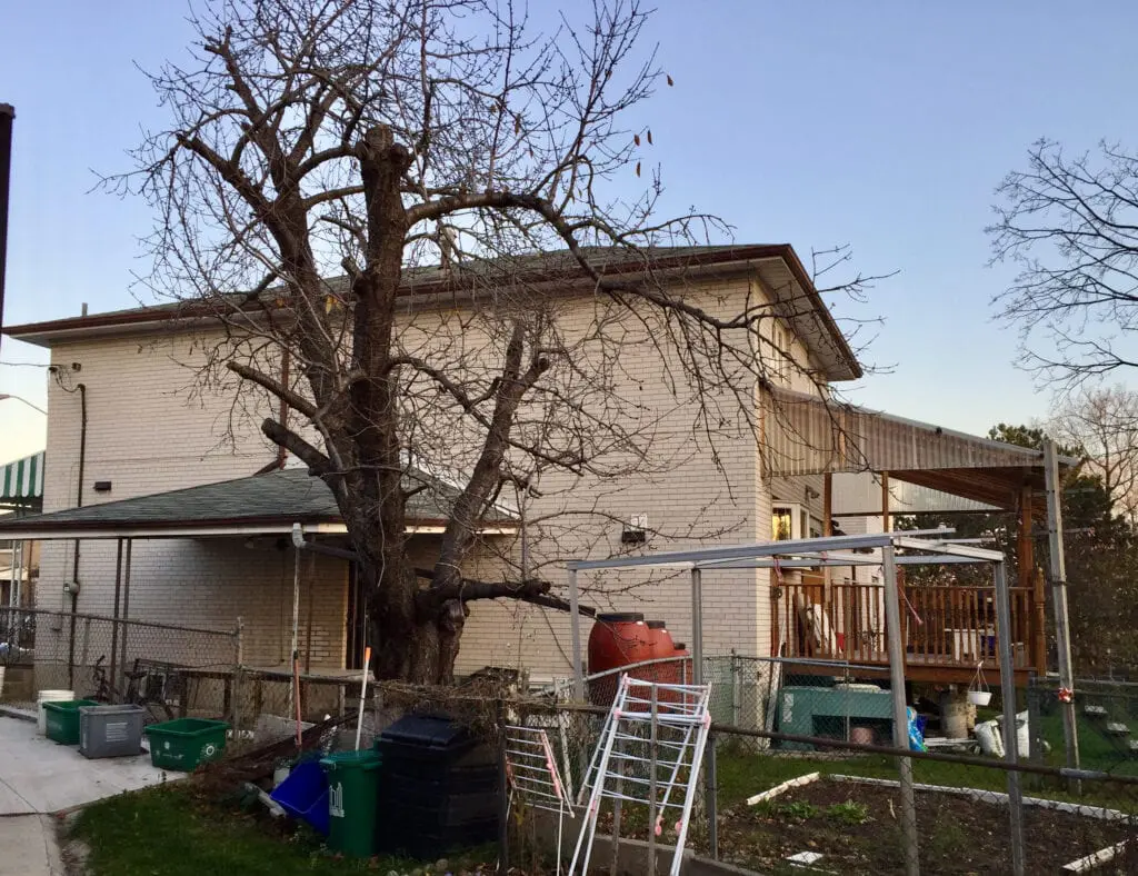 water sprouts | Pruning old apple trees