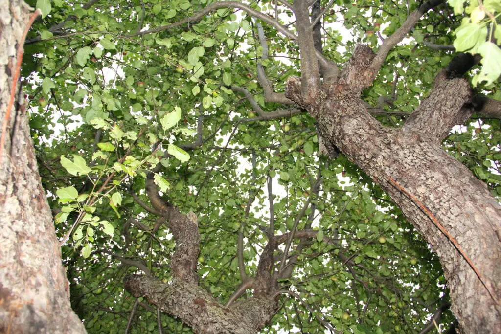 Looking up into canopy of an overgrown old apple tree. How to prune old apple trees. 