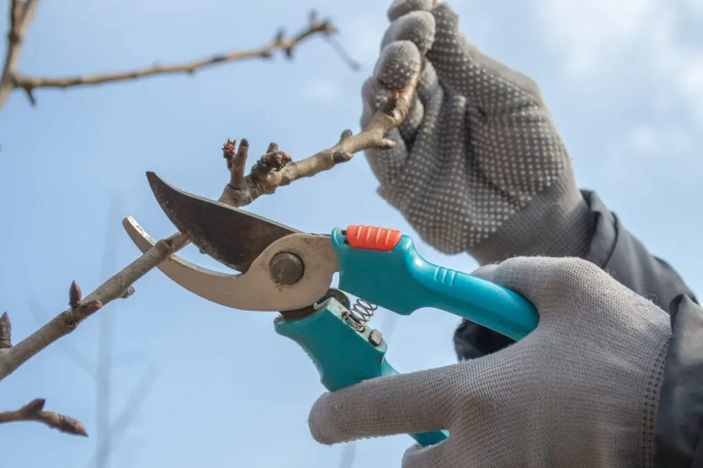 hand holding blue hand pruners while pruning an old fruit tree. 