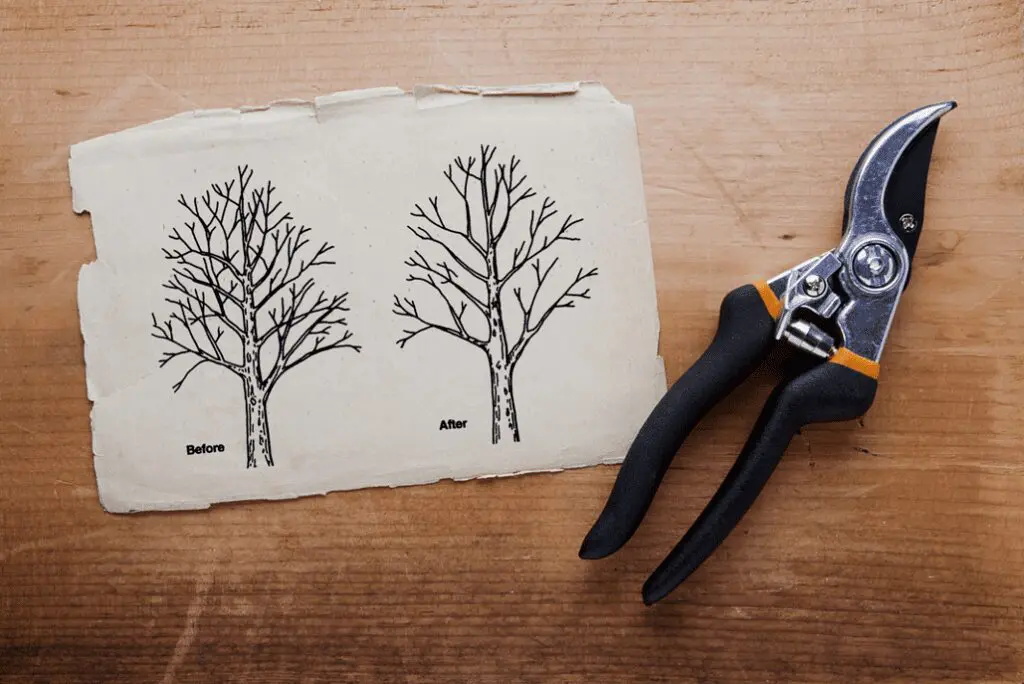 Pruning Old Apple Trees - hand pruner and pruning illustration. 