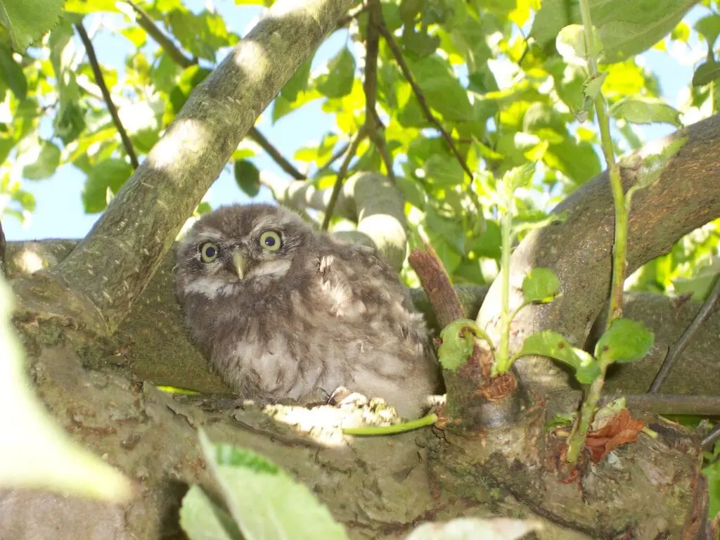 Owl chick in old apple tree | pruning old apple trees