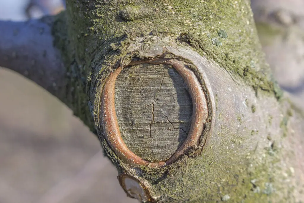 collar on tree wound. Pruning old apple trees. 