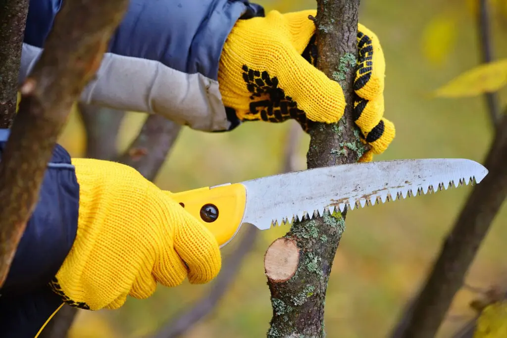 Man holding handsaw and pruning a branch off of an old apple tree. 