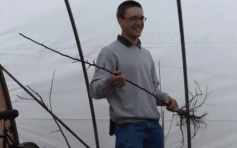 Man holding a grafted fruit tree. Grafting fruit trees