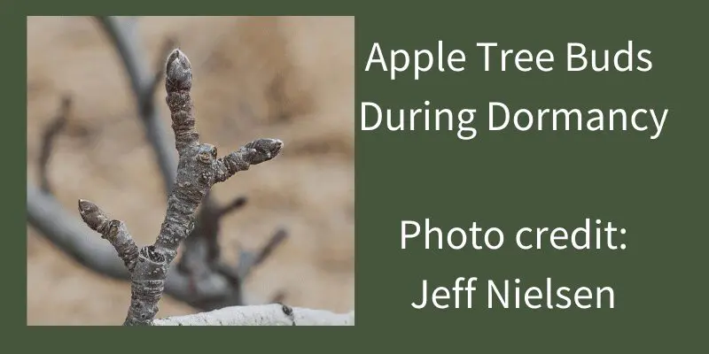 Image of apple trees buds in dormancy. They are tightly closed. Understanding these phenological stages is important when considering when to spray apple trees. 