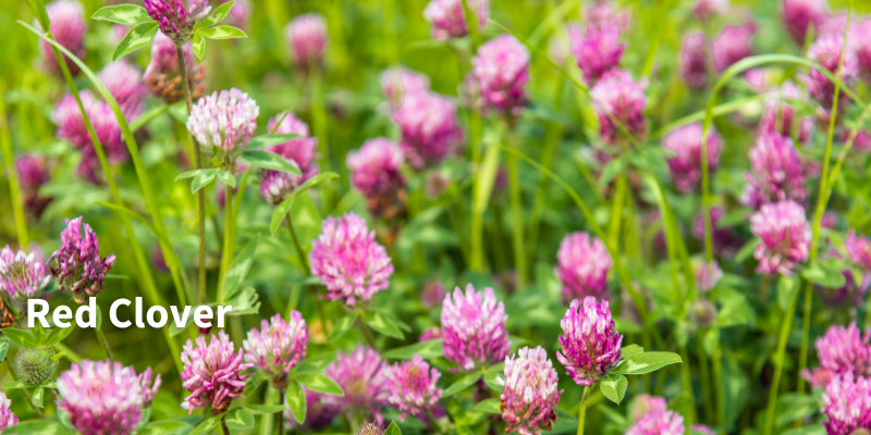 Red clover blossoms. Red clover is a popular cover crop. 