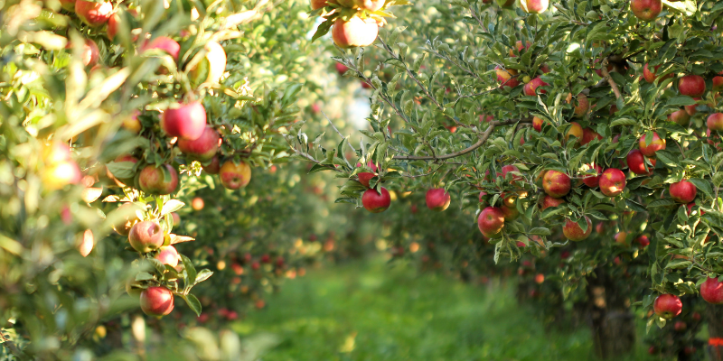 Apple orchard in summer with fruit on tree. Seasonal nutritional needs are important when considering when to fertilize fruit trees. 