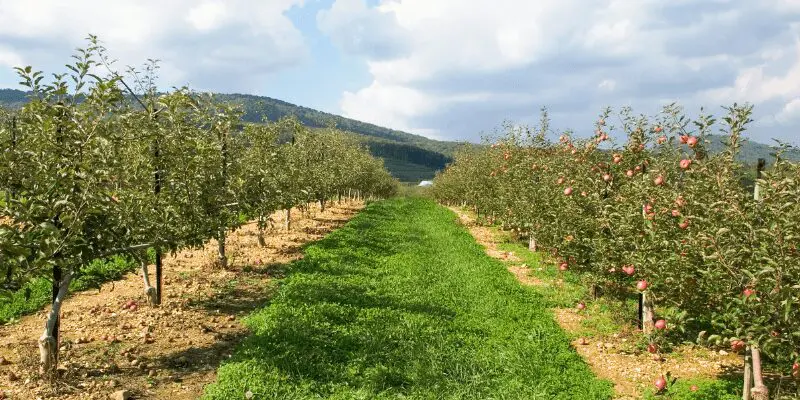 Apple orchard in fall with some apples on the trees, but leaves falling. Seasonal nutritional needs are important when considering when to fertilize fruit trees. 