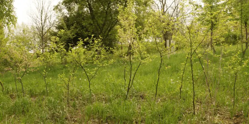 Row of beach plum shrubs in an orchard. Beach plums are multi-stemmed native North American plum trees. Best plum trees to plant and grow. 