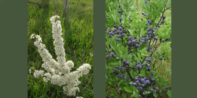 Beach plum in bloom with beautiful white blossoms (on the left) and blue beach plums on tree (on the right)). Best plum trees to plant and grow. 