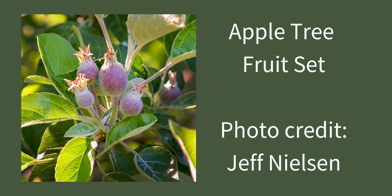 Photo of fruit set with small apples in cluster on branch. Understanding these phenological stages is important when considering when to spray apple trees. 
