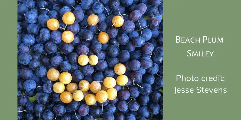 Dark purple beach plums with yellow beach plums placed on them so that it looks like a smiley face. Beach plums are native Best plum trees to plant.