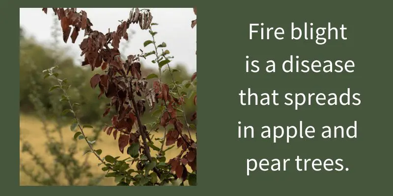 Photograph of branch that looks scorched showing symptoms of fireblight. Understanding pest and disease life cycles is important when considering when to spray apple trees. 