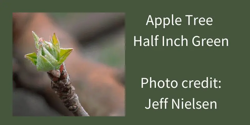 Image of apple bud in half inch green stage with tiny leves emerging from the bud. Understanding these phenological stages is important when considering when to spray apple trees. 