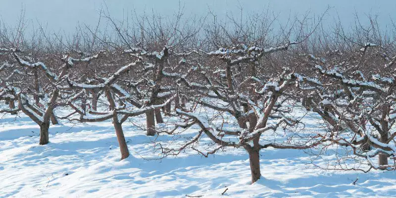 Orchard in winter. Seasonal nutritional needs are important when considering when to fertilize fruit trees. 