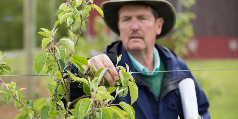 Robert Crassweller Ph.D inspecting the new growth on a fruit tree. When to fertilize fruit trees. 