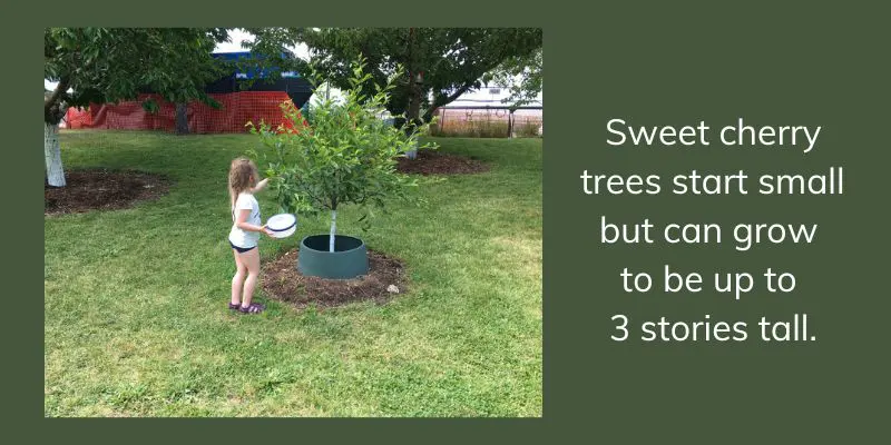 Child in shorts and a white t shirt harvesting a small sour cherry tree that is not much taller than she is. 