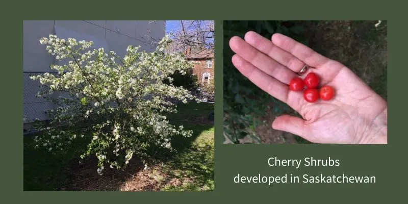 Bush cherry in bloom. Hand holding red cherries from a bush cherry.