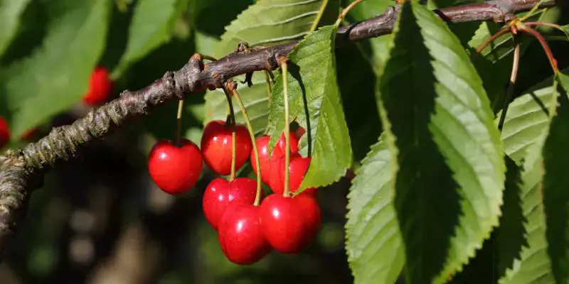 Bright red cherries on a dwarf cherry tree with dark green leaves. 