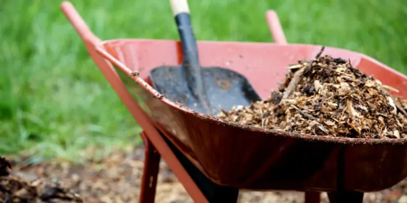 Wood mulch in a red wheelbarrow with a shovel. Food Forest. 