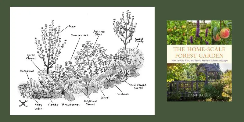 An illustrated food forest design showing where the trees and plants are placed alongside a photo of the cover of Dani Baker's book The Home Scale Forest Garden. 