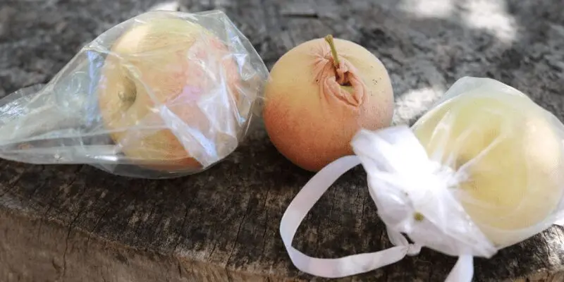 Three covered apples on a table. One is covered with a ziplock bag, one is covered with an Orchard Sock, and one is covered with a dollar store gift bag. how to get rid of apple maggots