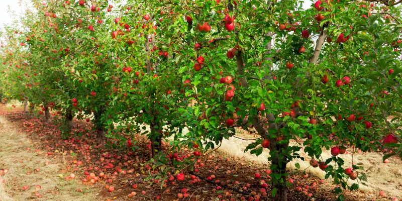 Apple trees in a row with fruit scattered on the orchard floor. 