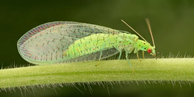 Close up of a lacewing on the stem of a plant. Keep bugs off fruit trees naturally.