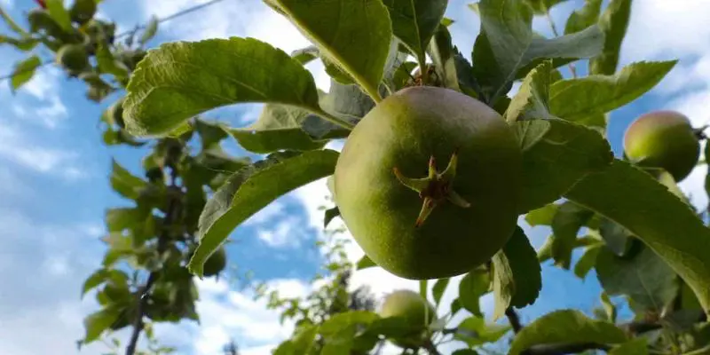 Close up of a young healthy apple on a tree. Keep bugs off fruit trees naturally.