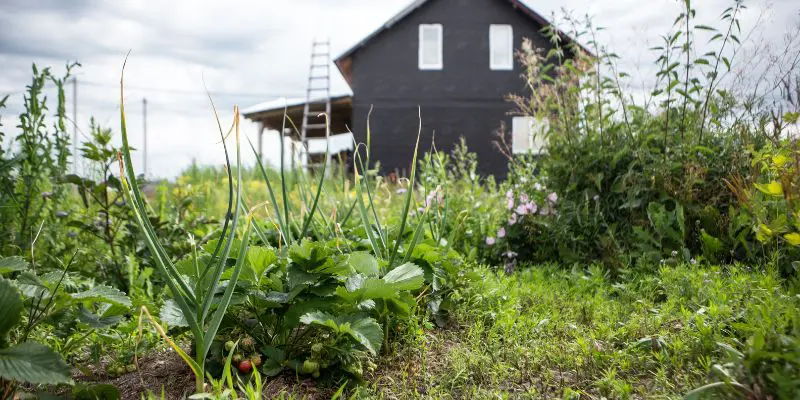 An open light filled garden outside a home. This is a good location for establishing a food forest. 