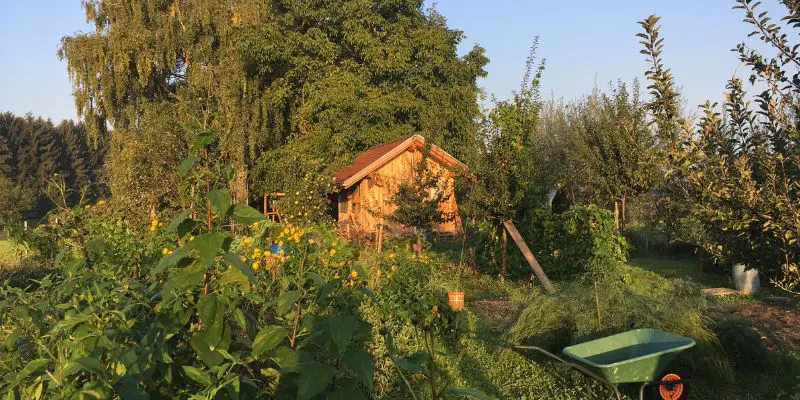 Fruiting trees, shrubs and ground cover are visible in this photo of a permaculture garden and food forest. 