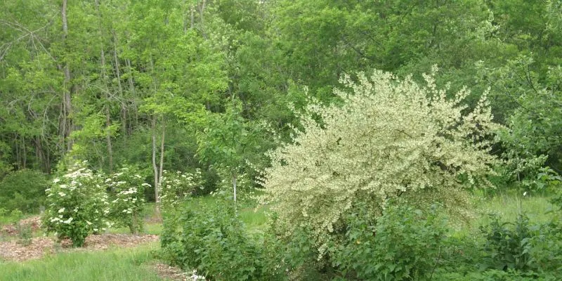 A spring view of Dani Baker's Enchanted Forest Garden, a food forest in New York State. There is lots of greenery and blossoming shrubs. 