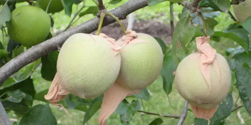 Close up of young apples on a tree covered with nylon socks called orchard sox or apple maggot barriers. Keep bugs off fruit trees naturally.