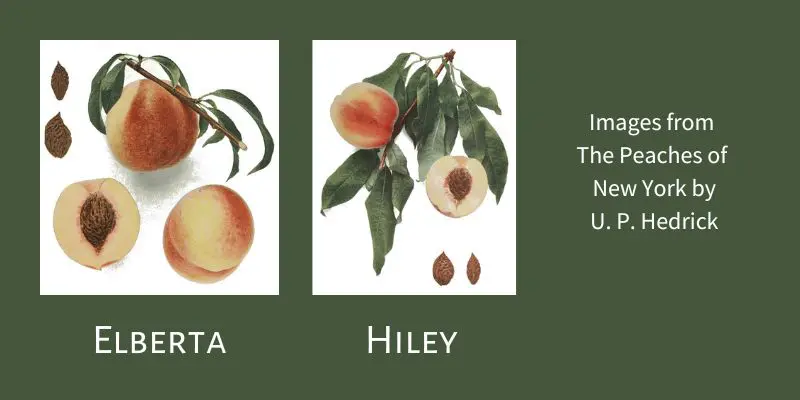 Vintage illustrations of Elberta and Hiley peaches. Both have white flesh. 