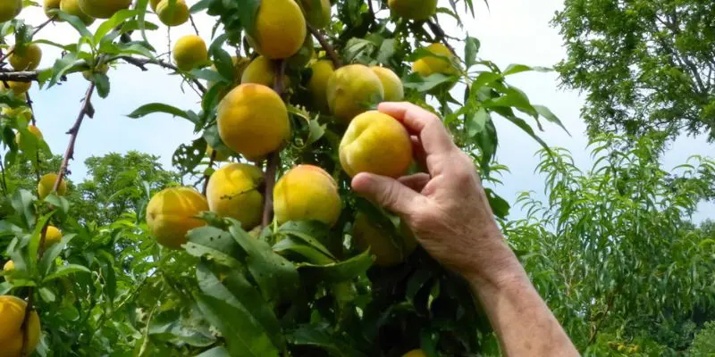Heirloom Peaches on a tree. They have yellow skin with a very faint red blush. 