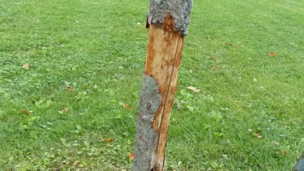 A girdled tree trunk. Keep rabbits from eating fruit trees.