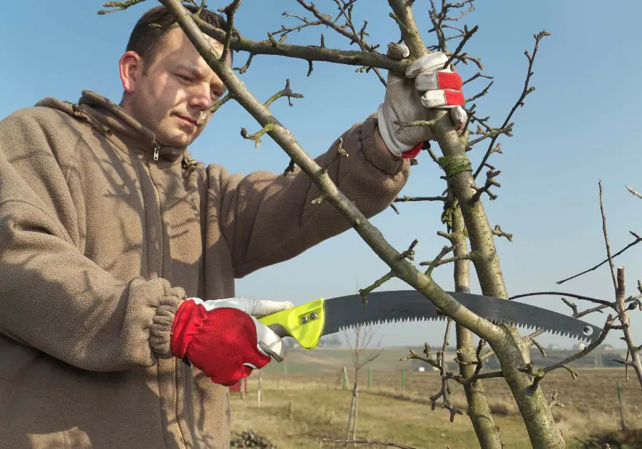 Man pruning fruit tree with handsaw